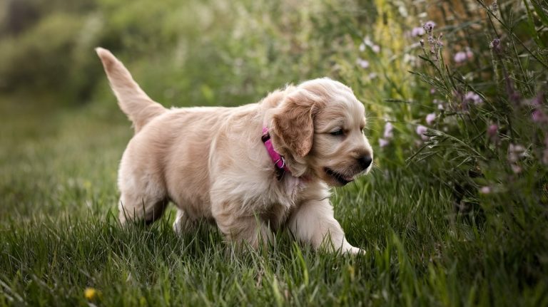 Hoeveel Kost een Hond? Complete Kostengids België 2025