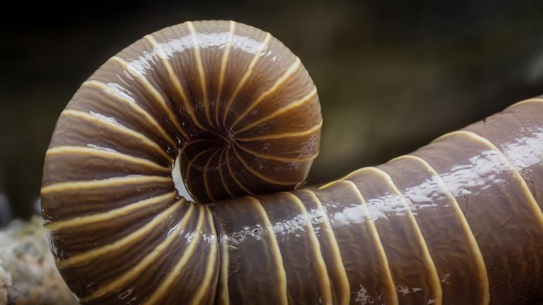 Spoelworm Kat: Symptomen, Behandeling & Preventie 2025