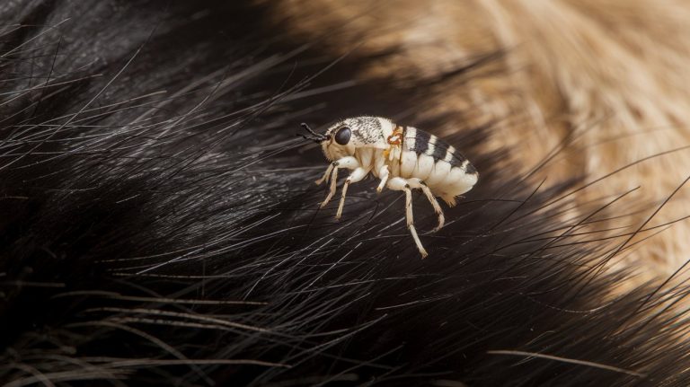 Parasiet Kat: Symptomen, Behandeling & Preventie 2024